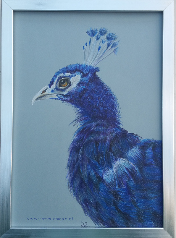 #pauw #peacock #bird #vogel
