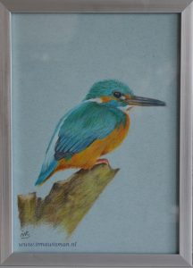 #ijsvogel #kingfisher #bird #vogel #pencilart #wnfnederland #vogelbescherming #natuurmonumenten#derwent #fabercastell #garandache #canson #fabiano #hahnemulle #irmawisman #irmawismanvanrooijen Royaltalens #nederland